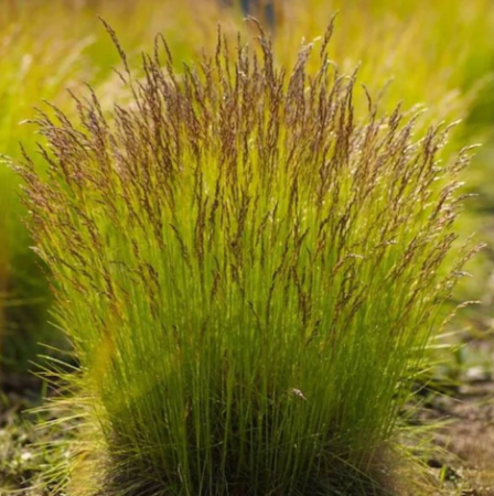Щучка дернистая(луговик) Tatra Gold/Татра Голд